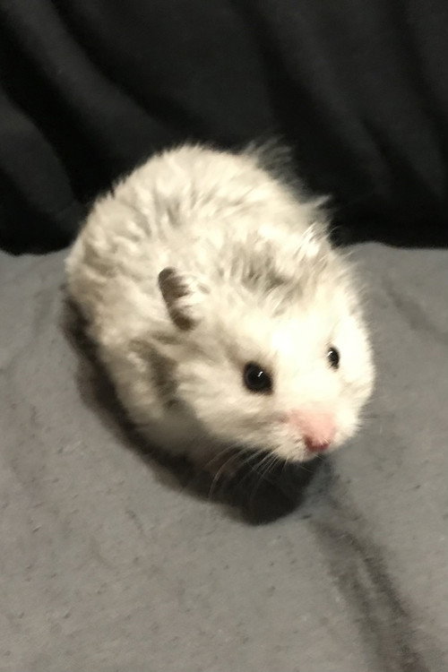 Photo of Sirius the Grey, Acting