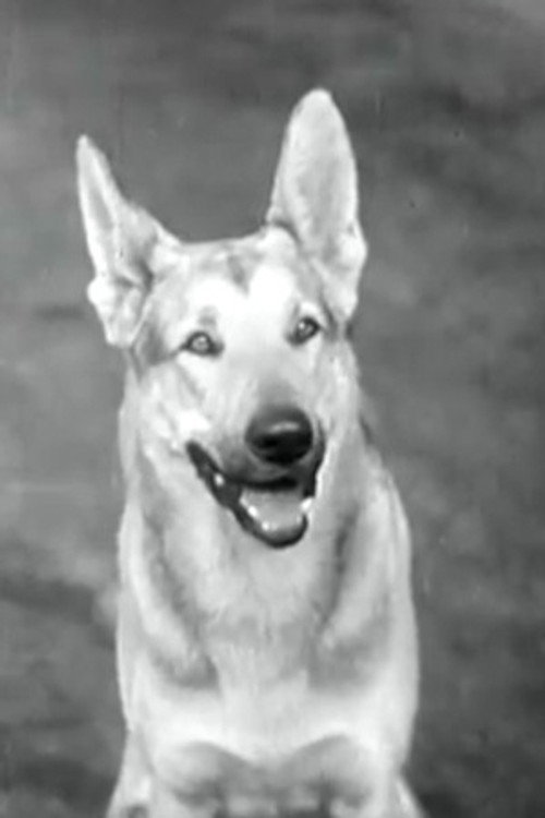 Photo of Tarzan, Acting
