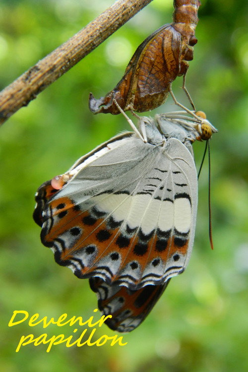 Movie poster for Devenir papillon (2021)