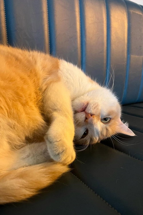 Photo of Osman The Cat, Acting