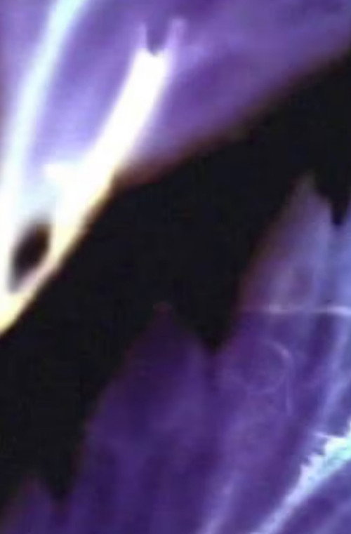 Movie poster for finger petals (2002)