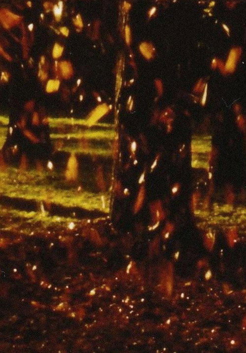 Movie poster for Laub (2010)