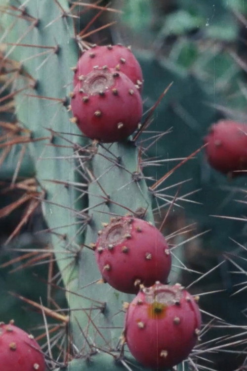Movie poster for Black Cactus (1992)