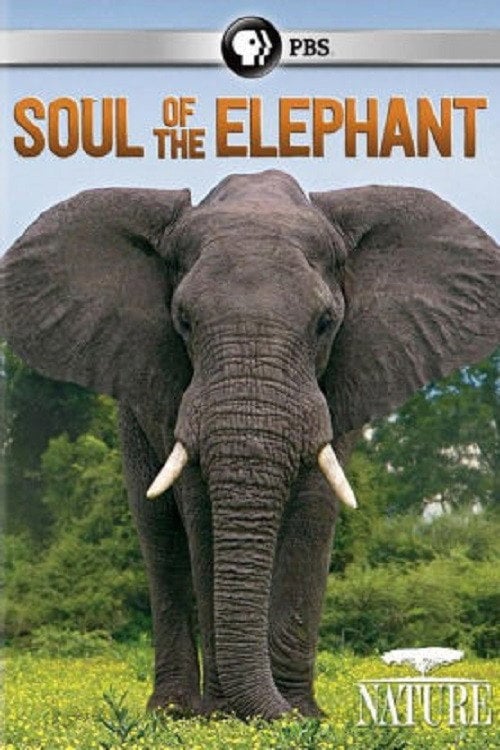 Movie poster for Soul of the Elephant (2015)