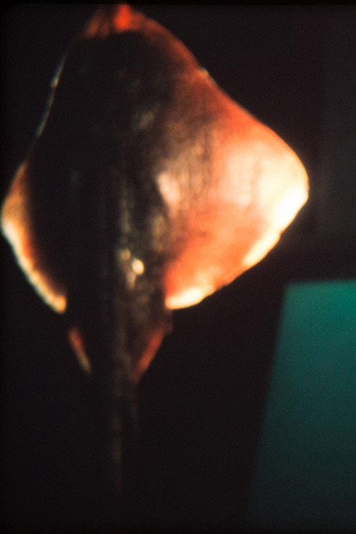 Movie poster for Dream of a Ray Fish (2011)