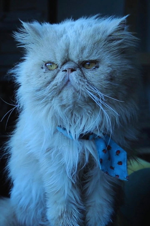 Photo of Jorge, Acting