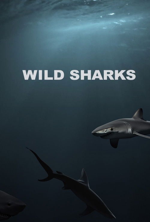 Movie poster for Wild Sharks (2013)
