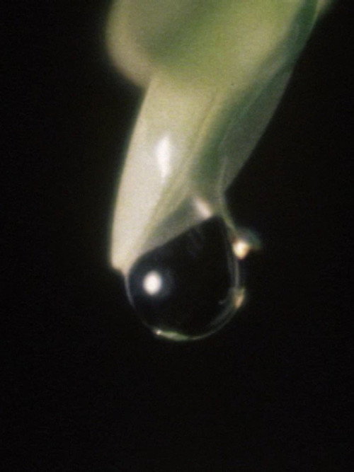 Movie poster for Raindrop (1975)