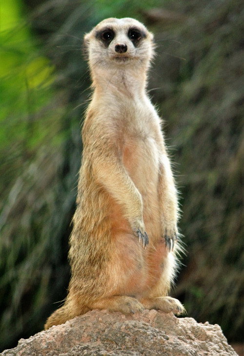Movie poster for Abenteuer Namibia (2020)
