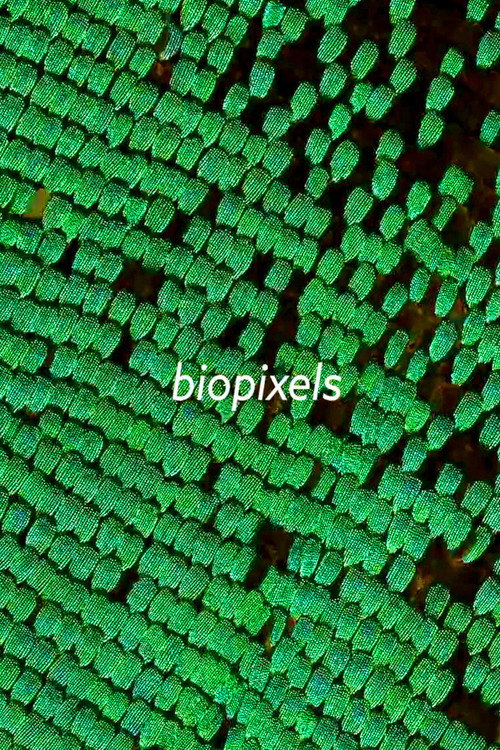 Movie poster for biopixels