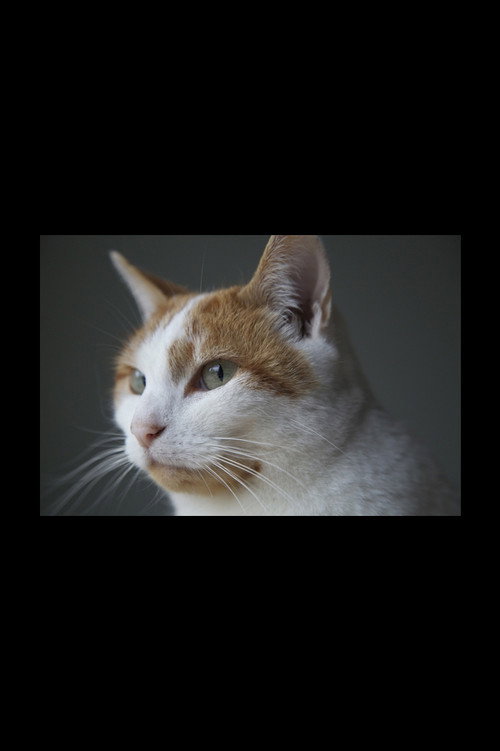 Movie poster for Felis Catus (2016)