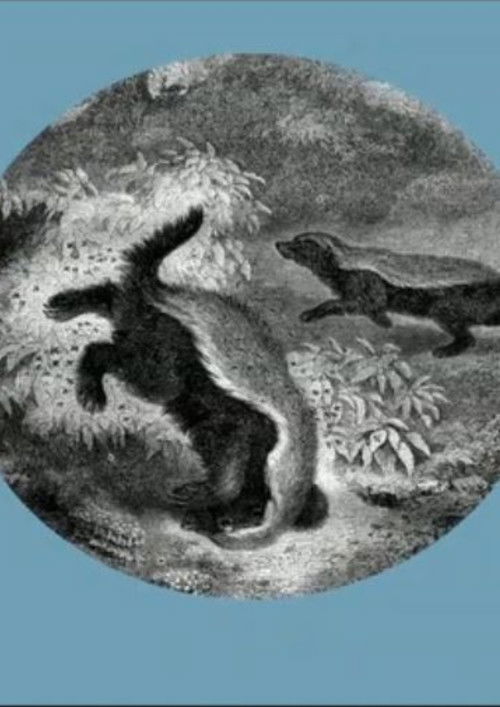 The Kiss of the Honey Badger poster