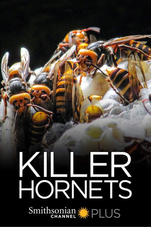 Movie poster for Killer Hornets (2016)