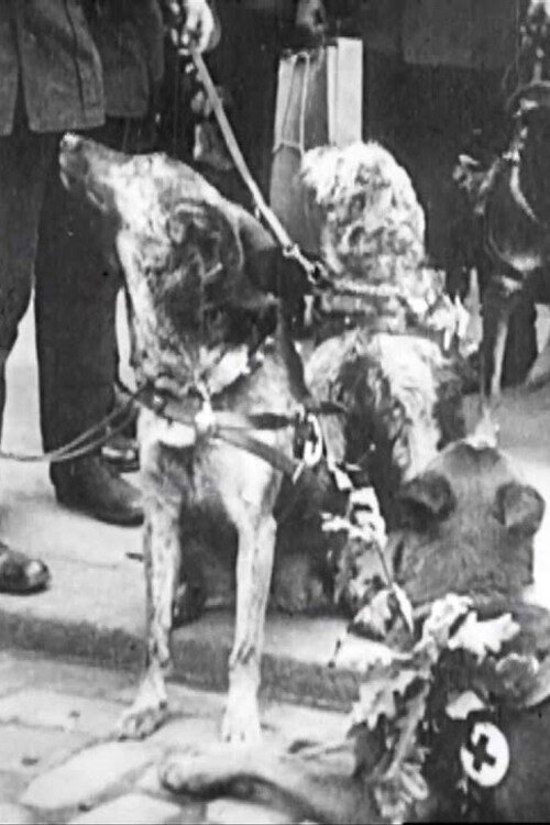 Movie poster for Red Cross Dogs (1914)