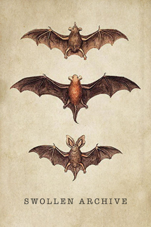 Movie poster for Swollen Archive (2008)