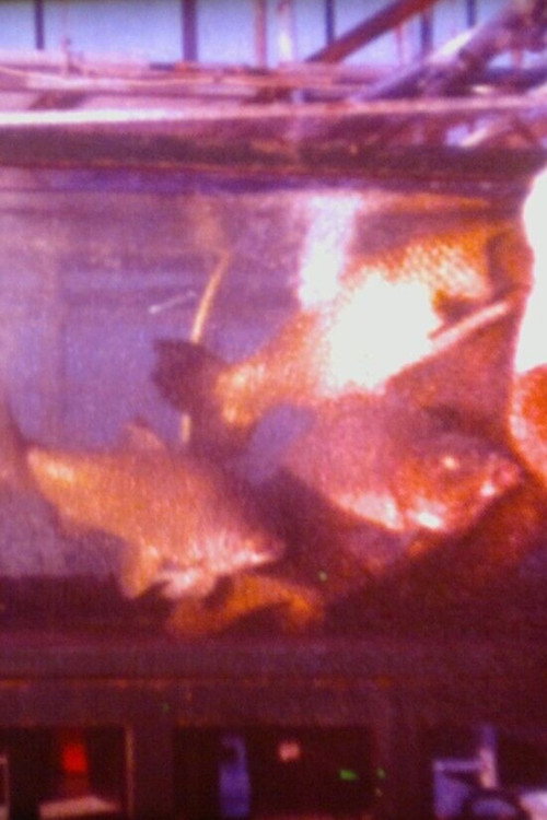 Movie poster for Schätze aus dem Meer - Unentbehrlicher Fisch (1979)