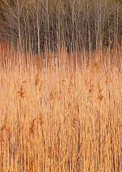 Movie poster for Retour à Walden (Une économie) (2008)