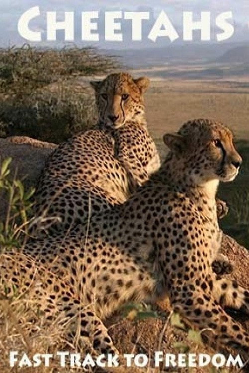 Movie poster for Cheetahs: Fast Track to Freedom (2004)