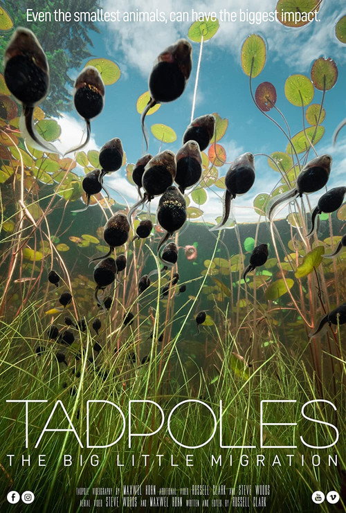 Movie poster for Tadpoles: The Big Little Migration (2020)