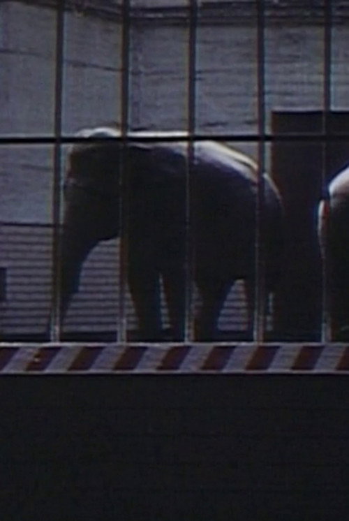 Movie poster for Elephants: Fragments in an Argument (1973)