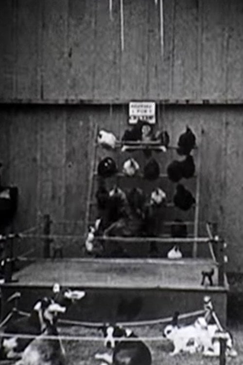 Movie poster for The Knockout (1923)
