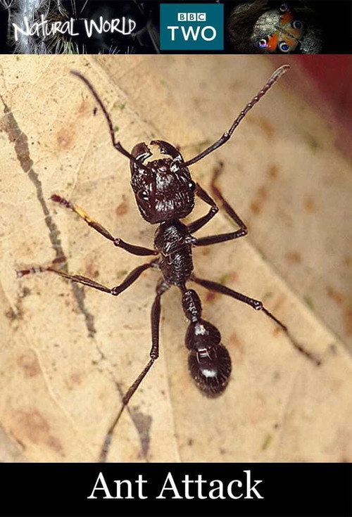Movie poster for Ant Attack (2006)