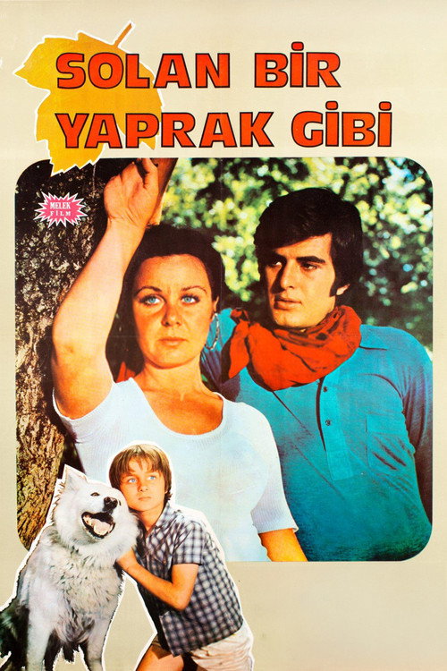 Movie poster for Solan Bir Yaprak Gibi (1971)
