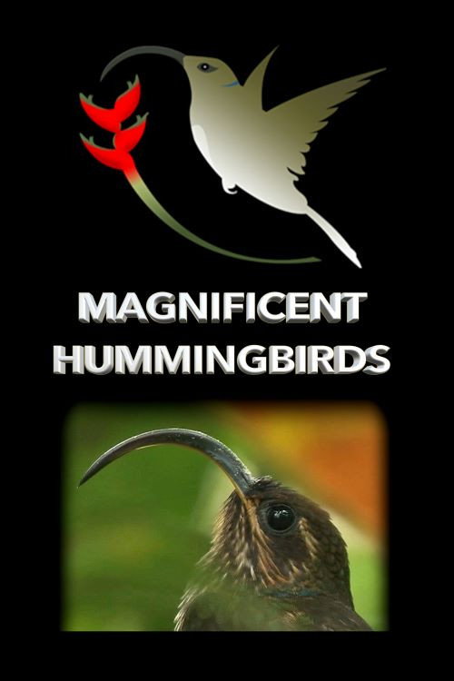 Movie poster for Magnificent Hummingbirds (2021)