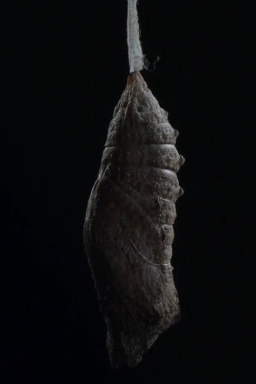Movie poster for Ice Queen (2018)