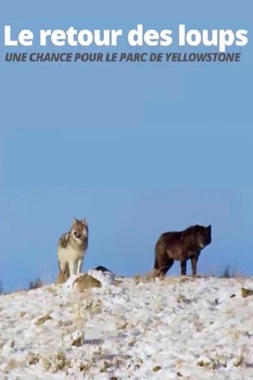 Movie poster for The Return of the Wolves: The Miracle in Yellowstone National Park (2017)