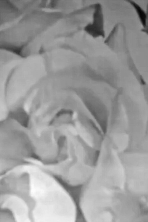 Movie poster for Roses in Full Colour (2021)