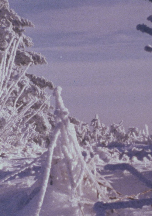 Movie poster for Roan Mountain Eulogy (1979)