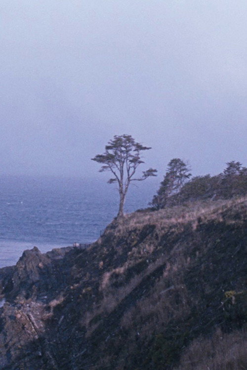 Movie poster for The Tree (2022)