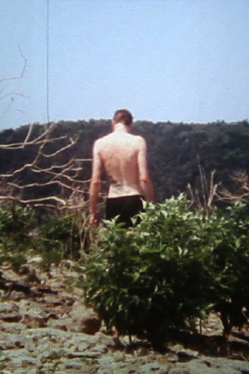 Movie poster for The Birds of Chernobyl (2012)