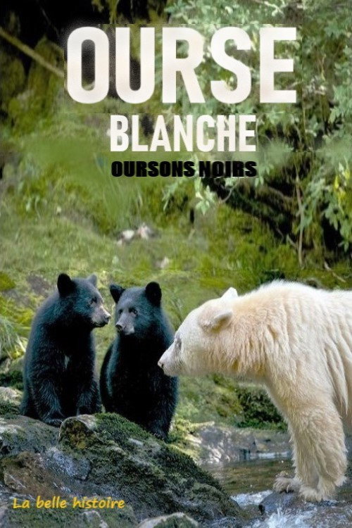Movie poster for Ourse blanche, oursons noirs : la belle histoire (2017)