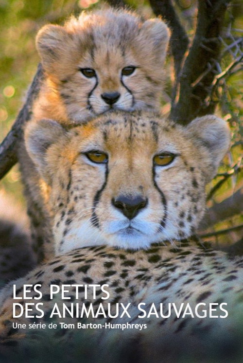 Series poster for Les animaux sauvages et leurs petits (2020)