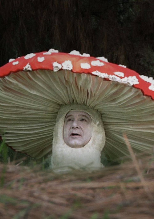 Movie poster for Fly Amanita (2010)