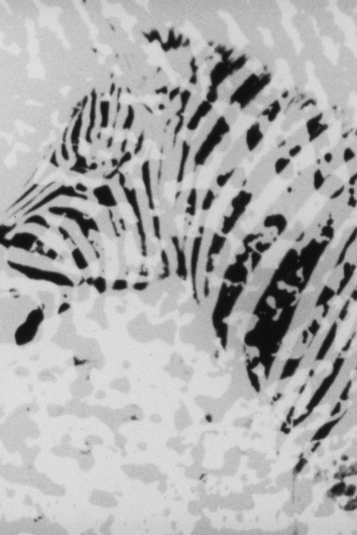Movie poster for Zebra (1973)