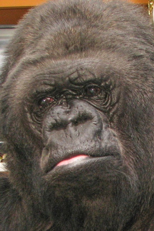 Photo of Koko, Acting