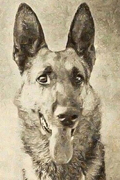 Photo of Thunder the Dog, Acting