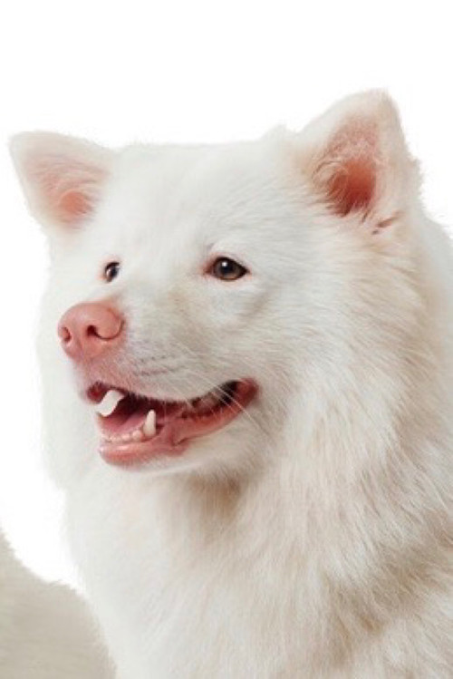 Photo of Meechok, Acting