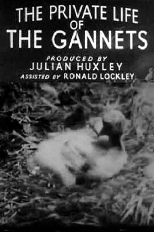 Movie poster for The Private Life of the Gannets (1934)