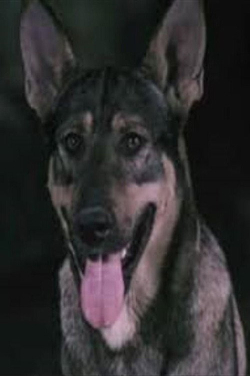 Photo of Can Kurt, Acting