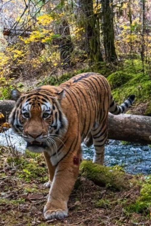 Movie poster for Tiger Trap (2024)