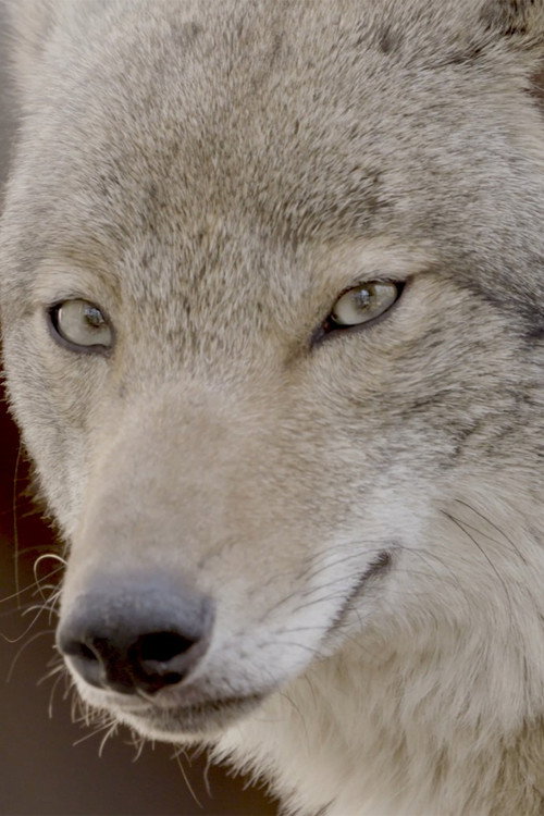 Movie poster for Coywolf (2025)