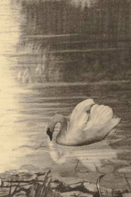 Movie poster for The Ugly Duckling (1928)