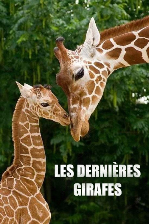 Movie poster for Les Dernières Girafes (2018)