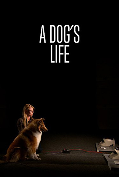 Movie poster for A Dog's Life (2013)