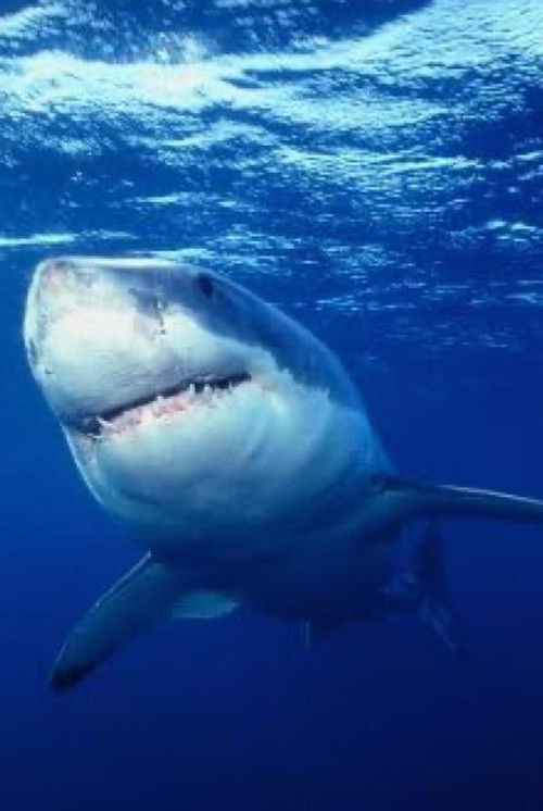 Movie poster for Great White Shark - The Silent Stalker (1995)