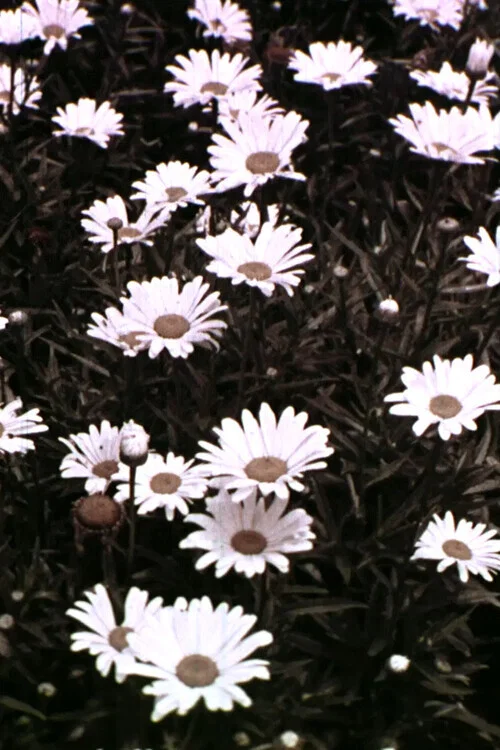 Movie poster for Spring Symphony (1956)